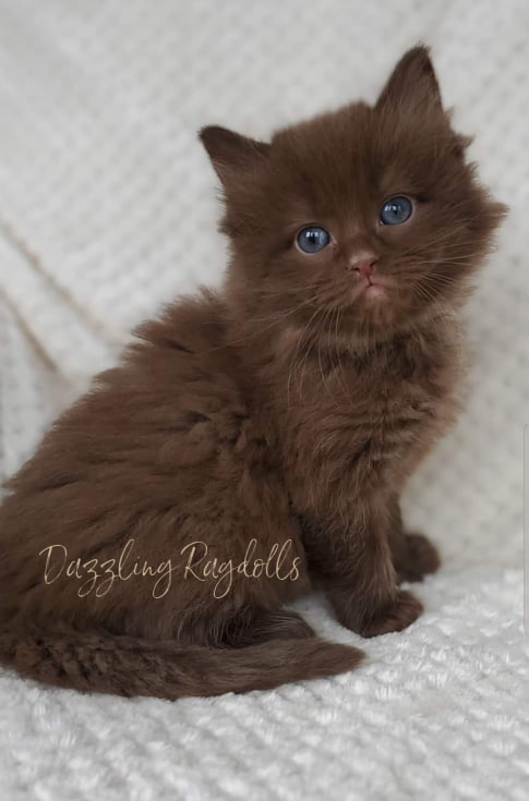 Chocolate Bicolor Ragdoll Kitten Chocolate Bicolor Ragdoll Kitten